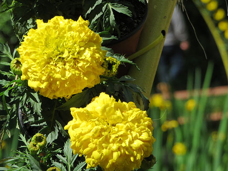 Temps de Flors 2018.Instal&middot;lacions i muntatges als Jardins del doctor Figueras