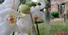 Els Jardins de la Francesa