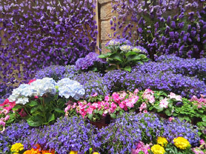 Temps de Flors 2018. Muntatges florals als diversos espais de la Casa Lle&oacute; Avinay, al Call jueu