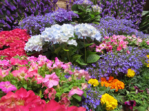 Temps de Flors 2018. Muntatges florals als diversos espais de la Casa Lle&oacute; Avinay, al Call jueu
