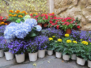 Temps de Flors 2018. Muntatges florals als diversos espais de la Casa Lle&oacute; Avinay, al Call jueu