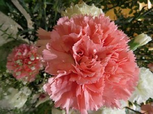 Temps de Flors 2018. Muntatges i instal&middot;lacions florals al Centre geri&agrave;tric Maria Gay