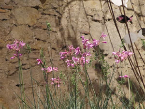 Temps de Flors 2018. Instal&middot;lacions als espais del Museu d'Hist&ograve;ria La Carbonera i la Cisterna