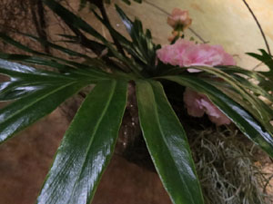 Temps de Flors 2018. Instal&middot;lacions als espais del Museu d'Hist&ograve;ria La Carbonera i la Cisterna