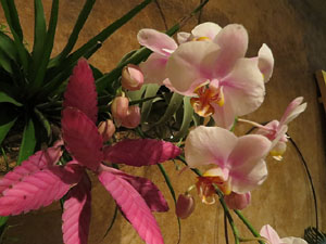 Temps de Flors 2018. Instal&middot;lacions als espais del Museu d'Hist&ograve;ria La Carbonera i la Cisterna