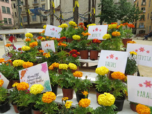 Temps de Flors 2018. Instal&middot;lacions i muntatges florals als espais de la pla&ccedil;a de Santa Susanna del Mercadal
