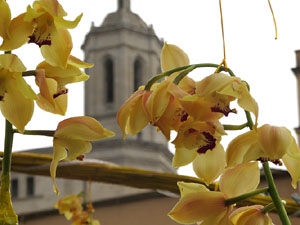 Temps de Flors 2018. Instal&middot;laci&oacute; Cam&iacute; a la llibertat al pont d'en G&oacute;mez