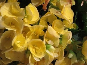 Temps de Flors 2018. Decoracions florals a l'interior de la nau g&ograve;tica de Sant Feliu