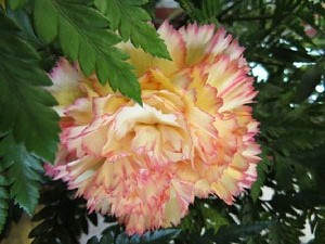Temps de Flors 2018. Decoracions florals a l'esgl&eacute;sia de Sant Lluc, el Castrum dels Manaies de Girona