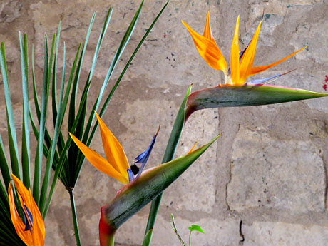 Temps de Flors 2018. Decoracions orientals al primer pis de l'edifici de les Sarra&iuml;nes