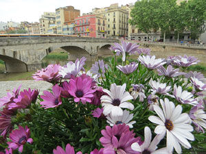 Temps de Flors 2018. Muntatges florals a l'Oficina de Turisme
