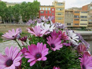 Temps de Flors 2018. Muntatges florals a l'Oficina de Turisme