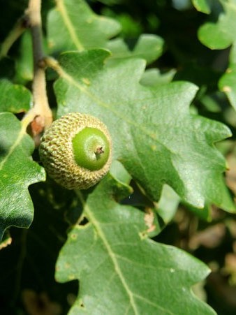 Flora del Cam&iacute; de les Creus