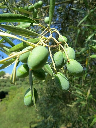 Olivera del Cam&iacute; de les Creus