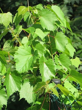 Flora del Cam&iacute; de les Creus