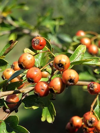 Flora del Cam&iacute; de les Creus