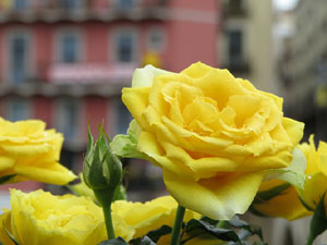 Festivitats i esdeveniments. Sant Jordi 2019 a Girona