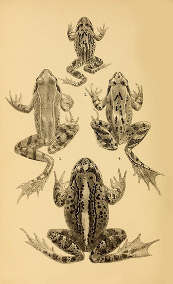 Granota comuna (Rana radibunda), una de les esp&egrave;cies que es venien als mercats del peix a Girona