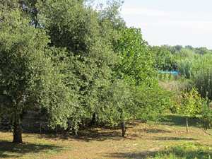 Els barris de Girona. El barri de Santa Eug&egrave;nia de Ter