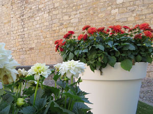 Temps de Flors 2019. Muntatges florals als espais al voltant de Sant Pere de Galligants (entrada, absis, el riu Galligants)