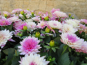 Temps de Flors 2019. Muntatges florals als espais al voltant de Sant Pere de Galligants (entrada, absis, el riu Galligants)