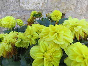 Temps de Flors 2019. Muntatges florals als espais al voltant de Sant Pere de Galligants (entrada, absis, el riu Galligants)