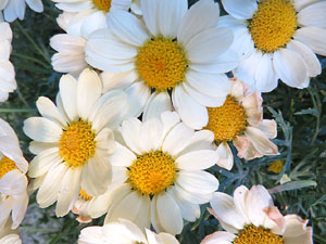 Temps de Flors 2019. Muntatges florals als espais al voltant de Sant Pere de Galligants (entrada, absis, el riu Galligants)