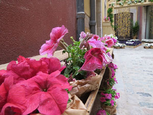 Temps de Flors 2019. Instal&middot;lacions i muntatges florals a la Pla&ccedil;a del Bell-lloc, Travessia de l'Auriga