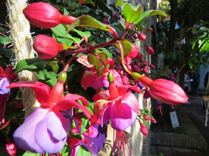 Temps de Flors 2019. Muntatge floral al Pati dels Rabins del Centre Bonastruc 