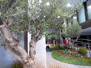Temps de Flors 2019. Muntatges, instal&middot;lacions i exposicions florals a diversos indrets