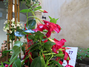Temps de Flors 2019. Muntatges, instal&middot;lacions i exposicions florals a diversos indrets