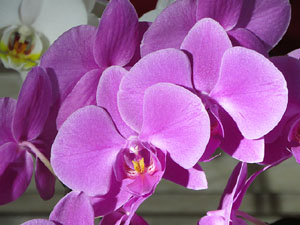 Temps de Flors 2019. Decoracions florals als diversos espais de l'Esgl&eacute;sia dels Dolors