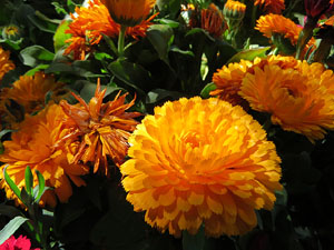Temps de Flors 2019. Muntatges florals al Jard&iacute; de l'&Agrave;ngel