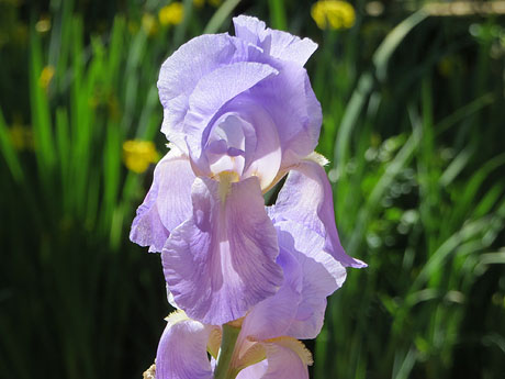 Temps de Flors 2019.Instal&middot;lacions i muntatges als Jardins del doctor Figueras