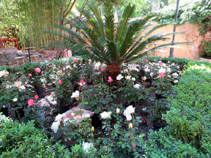 Temps de Flors 2019. Instal&middot;lacions i muntatges florals als Jardins de la Merc&egrave;
