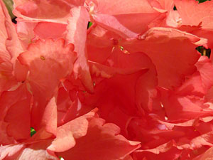 Temps de Flors 2019. Instal&middot;lacions i muntatges florals als Jardins de la Merc&egrave;