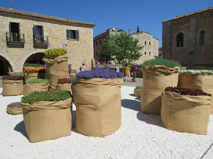 Temps de Flors 2019. Instal&middot;lacions i muntatges florals a la Pla&ccedil;a dels Jurats