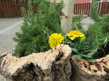Temps de Flors 2019. Muntatges i instal&middot;lacions florals a la pla&ccedil;a del Pallol