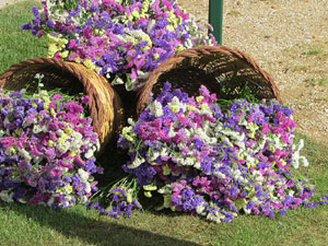 Temps de Flors 2019. Instal&middot;lacions florals als Ponts de l'Onyar