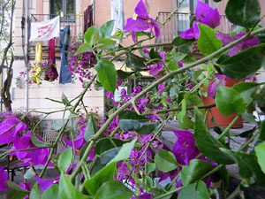 Temps de Flors 2019. Instal&middot;lacions i muntatges florals a l'Antiga Rambla Verdaguer