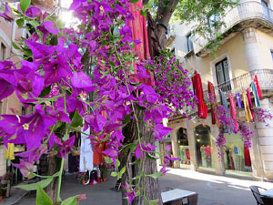 Temps de Flors 2019. Instal&middot;lacions i muntatges florals a l'Antiga Rambla Verdaguer