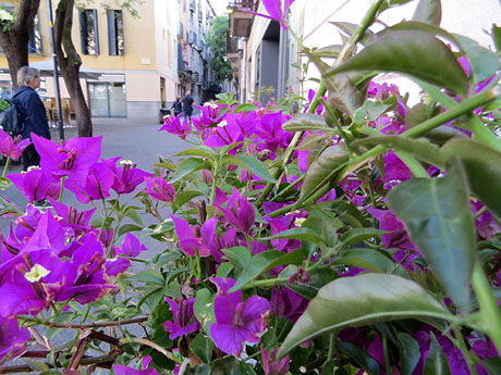 Temps de Flors 2019.Instal&middot;lacions i muntatges florals a l'Antiga Rambla Verdaguer