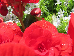 Temps de Flors 2019. Instal&middot;lacions i muntatges a la rotonda del rellotge de la Devesa