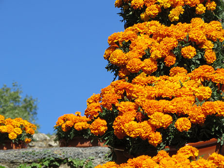 Temps de Flors 2019. Instal&middot;lacions i muntatges florals a la Capella de Sant Crist&ograve;fol, al Passeig Arqueol&ograve;gic