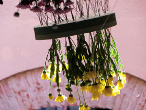 Temps de Flors 2019. Muntatges i instal&middot;lacions florals al carrer de Sant Lloren&ccedil;