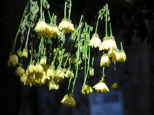 Temps de Flors 2019. Muntatges i instal&middot;lacions florals al carrer de Sant Lloren&ccedil;
