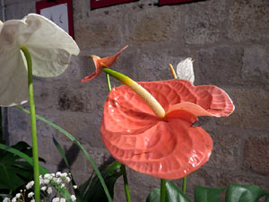 Temps de Flors 2019. Decoracions orientals al primer pis de l'edifici de les Sarra&iuml;nes