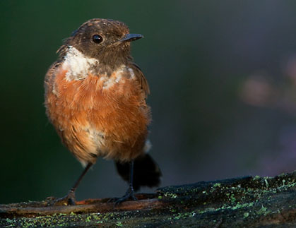 El bitrac (Saxicola torquatus)