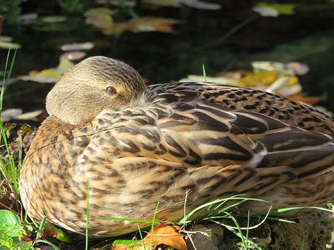 Femella d'&agrave;nec collverd (Anas platyrhynchos)