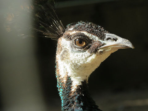 Pa&oacute; blau (Pavo cristatus) femella